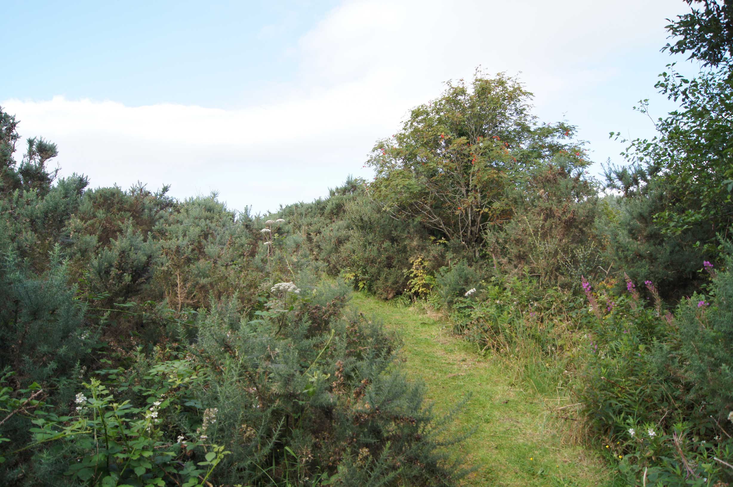 Path